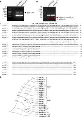 Immunoprotective Effects of Two Histone H2A Variants in the Grass Carp Against <mark class="highlighted">Flavobacterium columnare</mark> Infection
